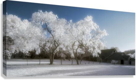 Surreal Barnyard: Glowing Trees in Texas Canvas Print