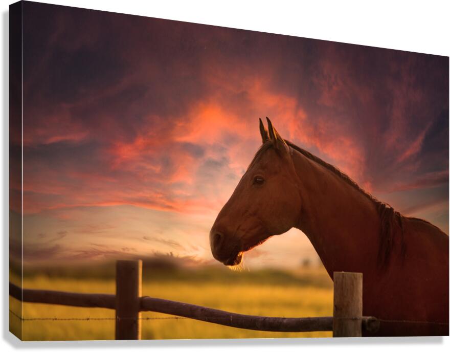 Dreams Beyond the Fence Canvas Print