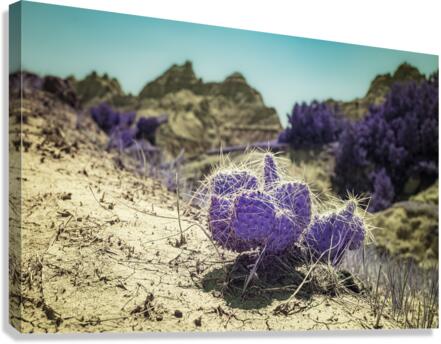 SD Purple Cactus Canvas Print