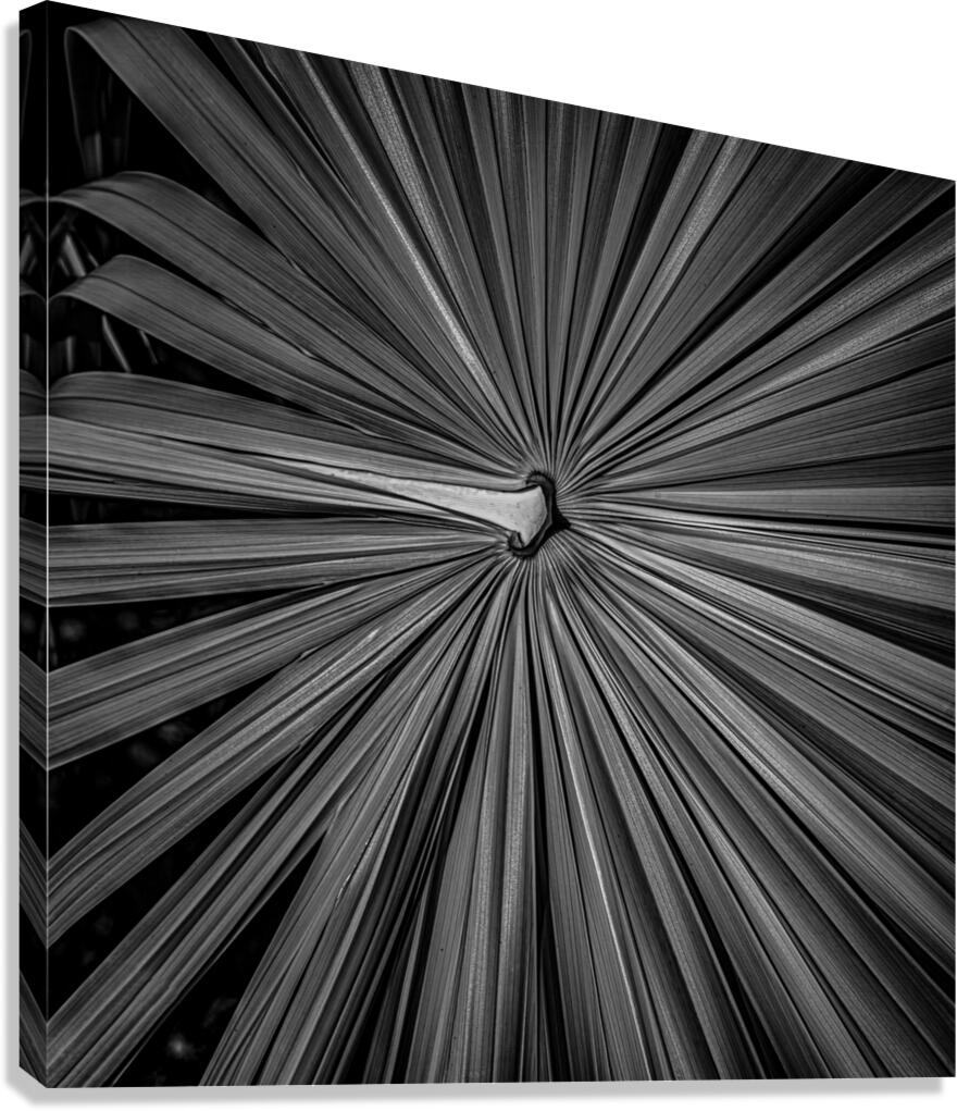 Palm Symmetry Elegance Canvas Print