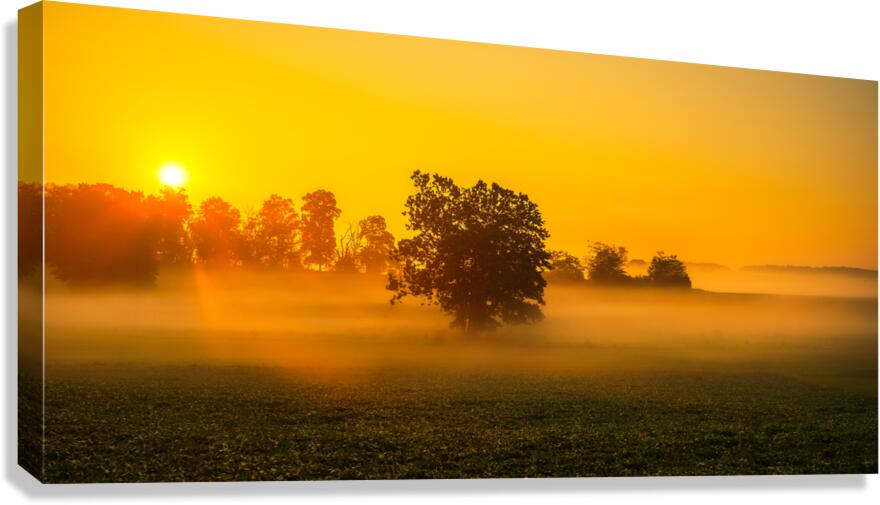 Dawns Embrace: Misty Tree in Gettysburg Canvas Print