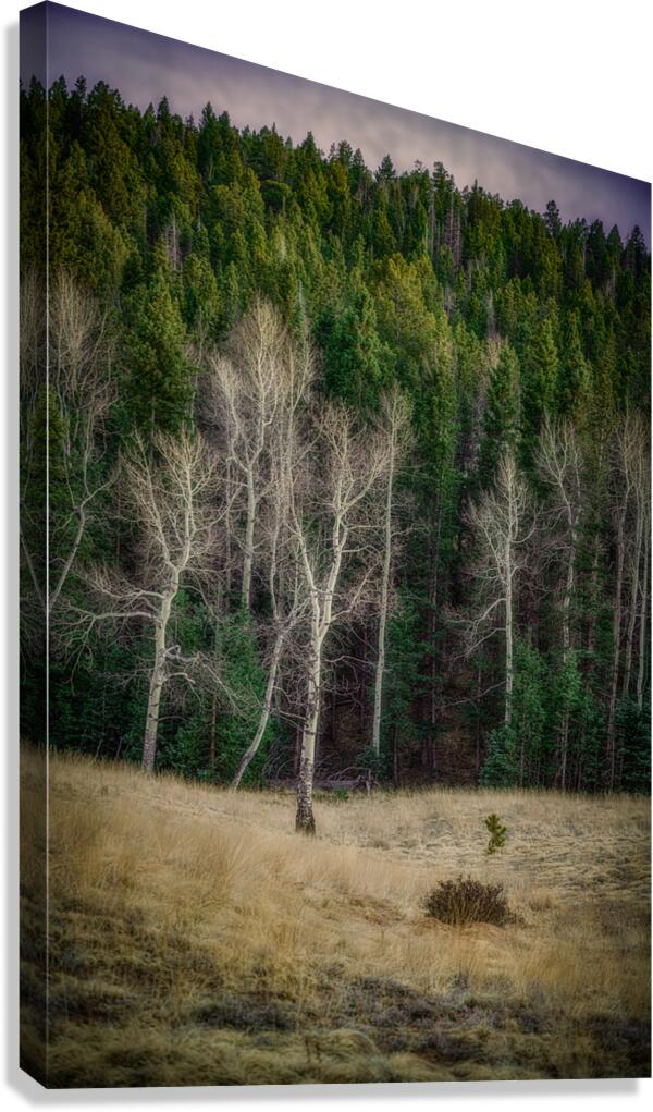 Mueller Aspen Series: Twilight Whispers Canvas Print