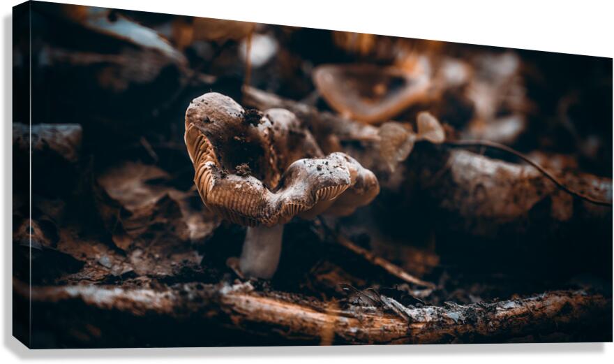 Mystical Fungi: Quiet Contemplation The Sullen Fungus Canvas Print