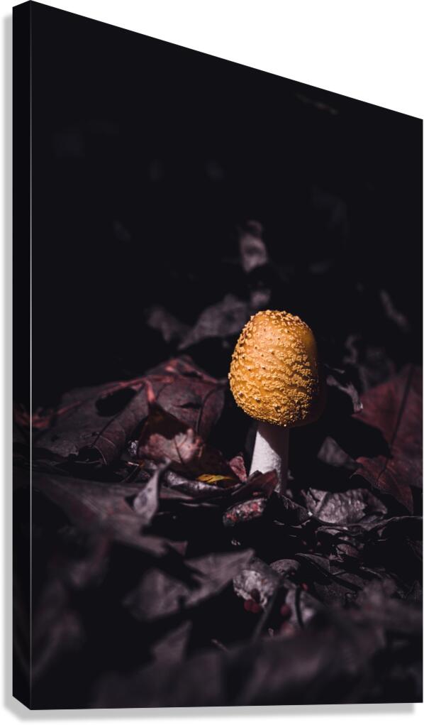 Mystical Fungi: Helmet among the Dead Leaves Canvas Print