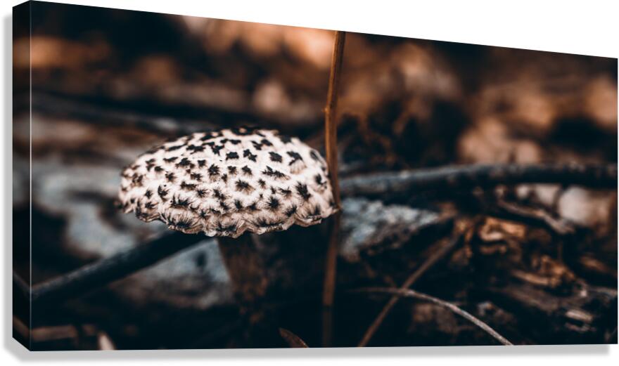 Mystical Fungi: Speckled Shroom Canvas Print