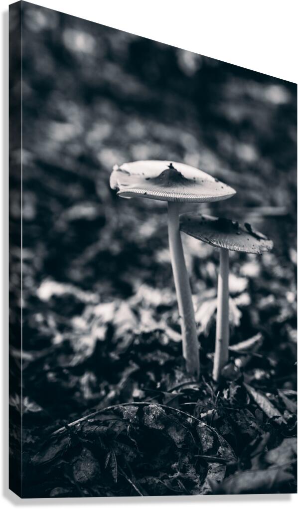 Mystical Fungi: Blue Shroom in the Enchanted Woods Canvas Print