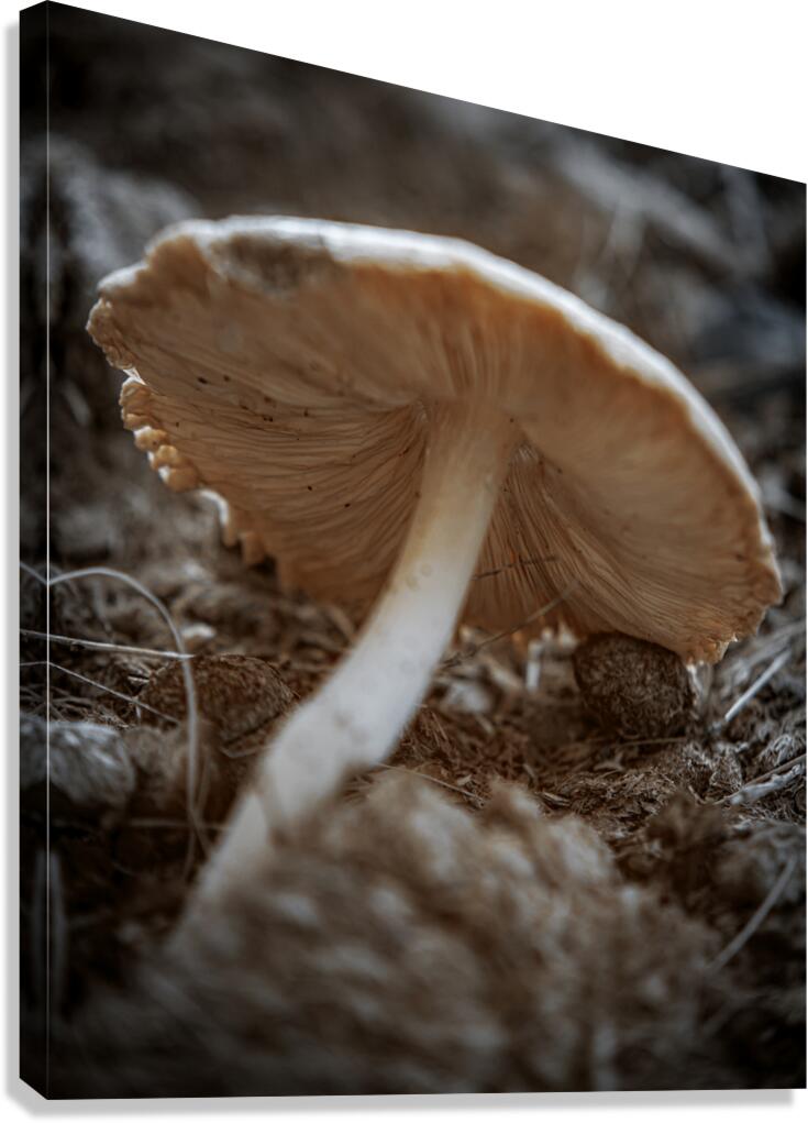 Montana Ranch Shroom: Mountain Meadow Mushroom Canvas Print