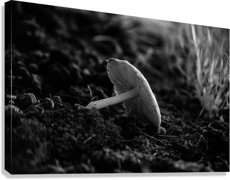 Montana Ranch Shroom: Golden Hoof Fungus Canvas Print