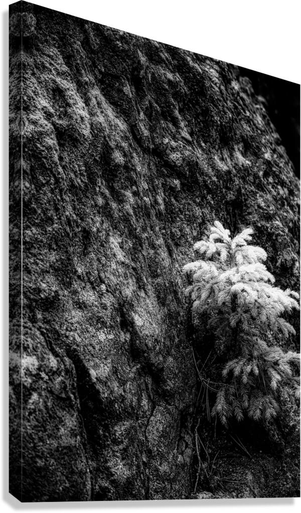 Exploring Sylvan Lake: Small Pine on a Rock Canvas Print