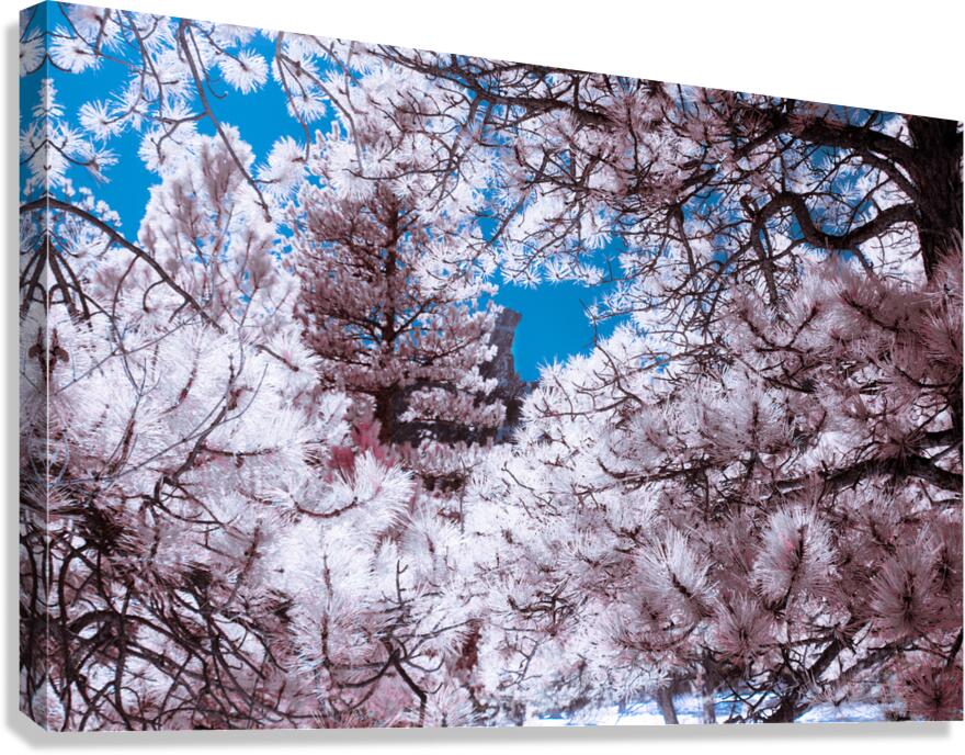 Chautauqua Chronicles: Pink Frame Canvas Print