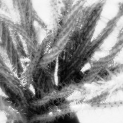 Prickly Dance on a Blurred Canvas