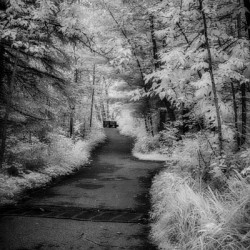 Path Through the Enchanted Forest