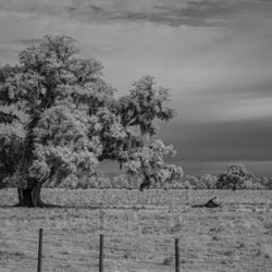 Lone Tree in Saint Bernards 1