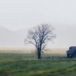 Whispers in the Mist