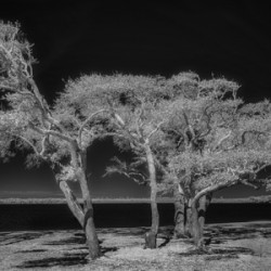 Enchanted Canopy: Exploring Gulf Shores Mystical Oaks