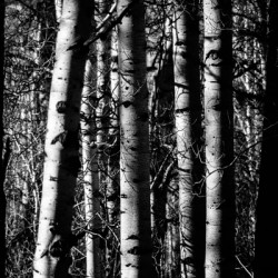 Aspens Sacred Lines