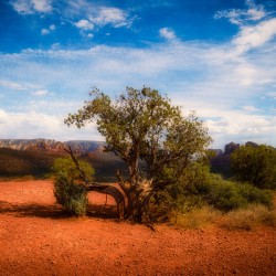 Gnarled Ode on Reddish Earth