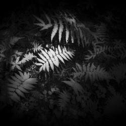 Ferns Whisper