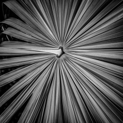 Palm Symmetry Elegance