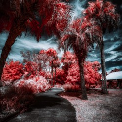 Where the Palms Turn to Ember