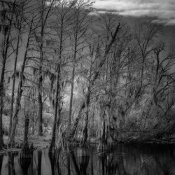 Whispers of the Bayou