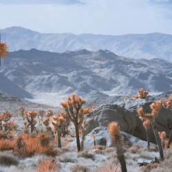 Deserts Spiky Palette