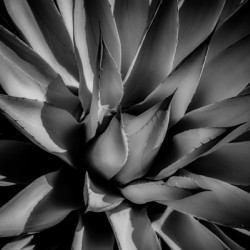 Silent Symphony of Leafy Angles