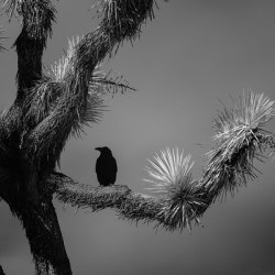Perched in the Shadow of Spikes