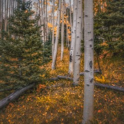 Eternal transition of the forest