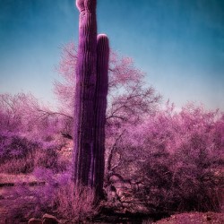 Deserts Purple Dream