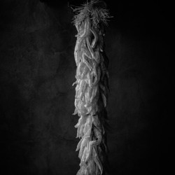 Elegy in Shadow and Spice