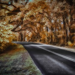 Ocala Secret: Infrared Curve