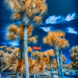 Neptune Park Oasis: A Pictorial Tale of Saint Simons Island Bliss