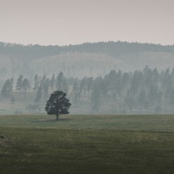 Solitudes Symphony: A Journey Through Custers Wildlife Loop