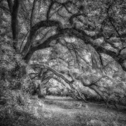 Whispers in the Grove