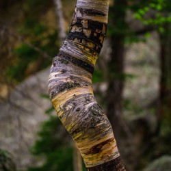 Exploring Sylvan Lake: Capturing the A Bent Aspen