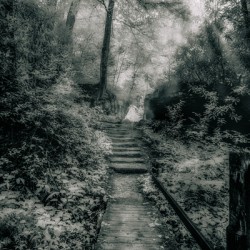 Enchanted Path: A Rain-Kissed Journey in Natural Bridge State Park