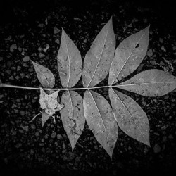  Rainy Day Wonder: Discovering Wishing Leaves at Tims Ford State Park Tennessee