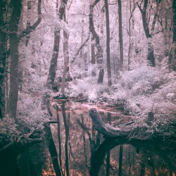 Whispering Woods: Exploring the Enchantment of Abbots Mill