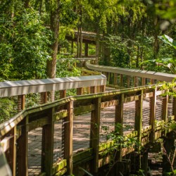 Green Boardwalk