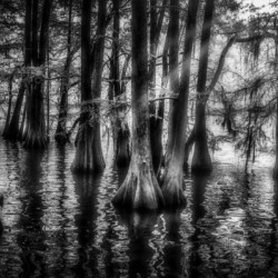 Sun Lighted Cypress -1