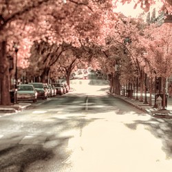 City in Bloom: Yorks Stroll Through Infrared Hues