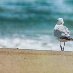 A Walk on the Beach: Capturing Serenity with a Seagull on Virginia Beach