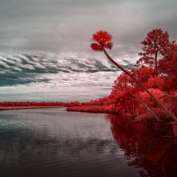 Exploring Bulow Plantation: A Romantic Stroll Reveals a Crimson-Hued Palm Oasis