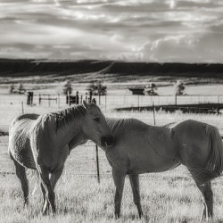 Equine Connection