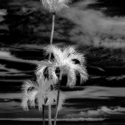 Texture of the Tropics