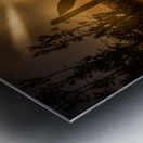 Sun-Kissed Harmony Along Rustic Lines Metal print