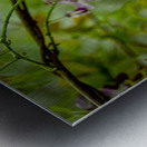 Springs Purple Poetry Metal print