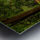 Garden Shack in Color Metal print