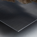 Lone Tree in Saint Bernards 2 Metal print